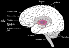 The most obvious early symptoms are tremor, rigidity, slowness of movement, and difficulty with walking. Parkinson Disease Neurologic Disorders Msd Manual Professional Edition