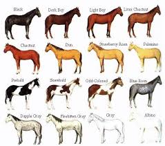 horse colors and markings