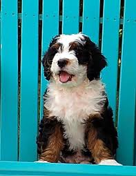 Cost is always a consideration when it comes to adopting a puppy from a breeder. Miniature Bernedoodles For Sale Bernedoodle Bernedoodle Puppy Puppies