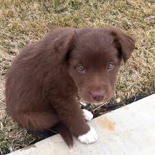 Pin By Anna Rae On Too Cute Lab Mix Puppies Chocolate Lab Puppies Puppy Mix