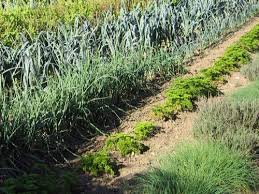 Prenant un minimum de place, le. Le Calendrier Du Potager
