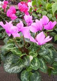 Green houseplant with pink flowers. Best Flowering Houseplants A Cyclamen Is Compact Table Houseplant That Produces Lovely Butterfly Like Flowering House Plants Indoor Flowering Plants Plants