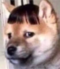 Dog Dogs Woof Woofies Dogwoofies Cute Memes Cute Animal Memes Animal Memes