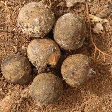 Image result for Dasylepis