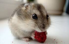 Fare Ve Orumcekleri Evden Uzaklastirmak Icin Harika Bir Yontem Bebek Hamster Fareler Cok Sirin Hayvanlar