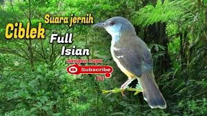 We did not find results for: Jojo Dm Burung Ciblek Kristal Gacor Ngebren Panjang Suara Jernih Masteran Prenjak Kristal Facebook