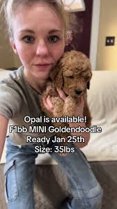 Michigan Doodle Rescue Connect