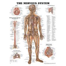 We are medical artists and the anatomy charts are our own designs and include our own award winning medical illustrations! Anatomy Poster Wall Charts Mountainside Medical Equipment