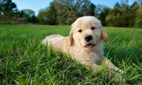 bebek suratli golden retriever kopekleri hakkinda bilmeniz gereken 14 gercek listelist com