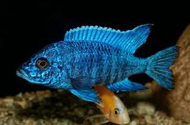 Peacock Cichlid Varieties Care Guide Tank Mates And More Fishkeeping World