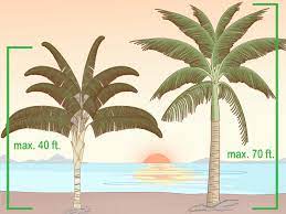 Leaves for creating a thatched roof, the actual coconut for food and oil, the trunk for fires and warmth, and the fibers for creating nets for fishing. 2 Easy Ways To Identify Palm Trees With Pictures