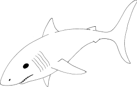 Clipart Great White Shark Clipart Best Clipart Best Shark Coloring Pages Great White Shark White Sharks