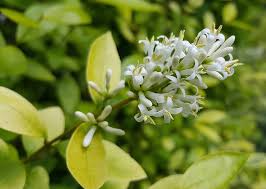 Image result for ligustrum ovalifolium