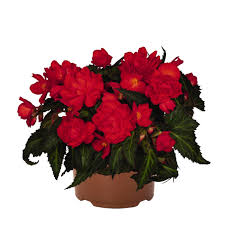 Image result for Begonia iucunda