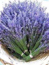 Lockwood Lavender Farm Lockwood Lavender Farm Photos Lavender Farm Lavender Plant Lavender Flowers