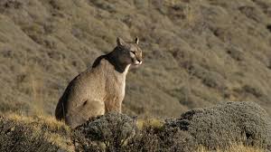 Tigres won 21 direct matches.pumas won 14 matches.12 matches ended in a draw.on average in direct matches both teams scored a 2.96 goals per match. Tierwelt Live Der Puma