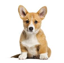 Whatever you need, whatever you want, whatever you desire, we provide. Pembroke Welsh Corgi 3 Months Old Stock Photo Image Of Pembroke Shot 141767074