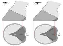 Equine Jogging Shoes Horse Boot Sizes