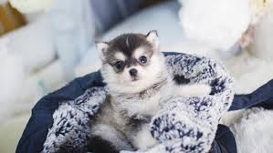 We provide a beautiful selection of the best quality and healthier teacup. Teacup Pomsky 5 Amazing Things You Should Know About