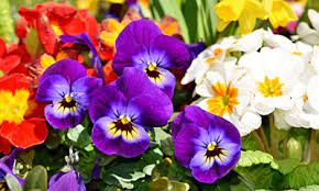 Like most growing living things, british grown flowers are affected by the seasons, the weather, and other regional natural changes. Seasonal Gardening March In The Flower Garden