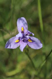 Image result for Moraea carsonii