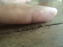 Due to health and environmental impact, that pesticide was banned in the united states in the 1970s, but by that time bed bugs had built up a resistance to the chemical and it was no longer effective. Baby Bed Bugs Where Do Bed Bugs Hide Youtube