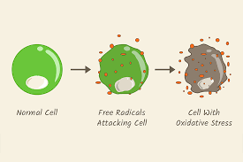 Oxidative Stress Will Future Solutions Launch Antioxidant