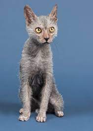 How incredibly cool would that be? 10 Cat Lykoi Wolf Cat Ideas Lykoi Lykoi Cat Werewolf Cat