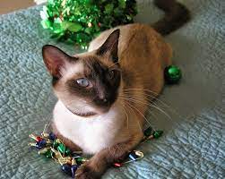 Search our free cat classifieds ads by owner. Siamese Cat For Sale Elena Siamese Kittens