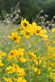 Image result for Bidens kirkii