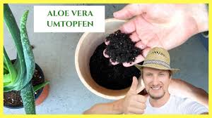 Aloe vera richtig pflegen, damit du immer frisches gel hast. Aloe Vera Umtopfen Meine Besten Tipps Youtube