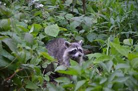 Check spelling or type a new query. What Do Raccoons Eat Diet Animals Food Raccoons Eat