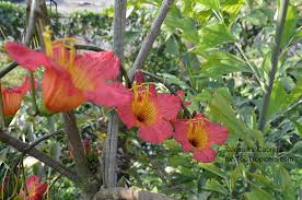 Image result for Fernandoa magnifica