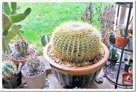 I love growing the small barrel cactus and the bishop hats. Golden Barrel Cactus Echinocactus Grusonii Potted Cactus Free Shipping Golden Barrel Cactus Echinocactus Grusonii Barrel Cactus