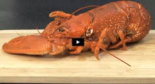 Comment Cuire Un Homard Cuire Un Homard Homard Homard Recette