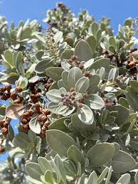 Image result for Conocarpus erectus
