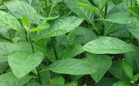 Tanaman ini sering disebut daun sambung nyawa, salah satu tumbuhan herba yang sering dijadikan lalapan nusantara. 87 Gambar Daun Sambung Nyawa Paling Bagus Gambar Pixabay