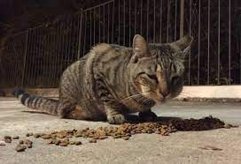 Generally, unless your cat has picked up mites from another animal, ear infections are a secondary condition. What Causes A Sudden Swollen Face In Cats