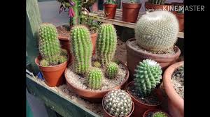 San diego cactus & succulent society summer show 2019 pt. My Cactus Collection 2019 Youtube