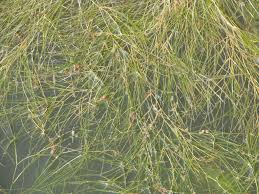 Image result for Stuckenia