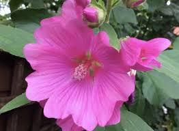 An Easy Growing Guide For Cultivating Stunning Lavatera Mallows Garden And Happy