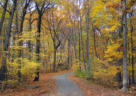 Fall Is Here And These Are The 8 Best Places To See The Changing Leaves In Rhode Island Best Places To Camp East Coast Tours Fall Foliage