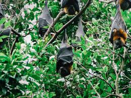 Cover individual fruits with paper bags if you can reach them safely. Best Places In The World To See Bats Booking Com