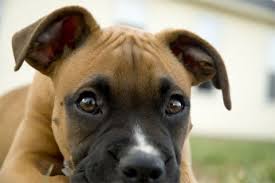 Whiskers are sophisticated hairs that are. Critics Challenge Dog Whisperer Methods Live Science