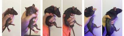 Rat Growth Chart Imgur