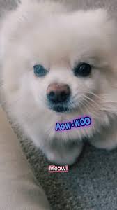 She was super proud after she did it 🥰💜 • • #bella💖 #handsintrend  #furbaby #dogslife #cutedog #trending #viral #fy #fyp #fypシ