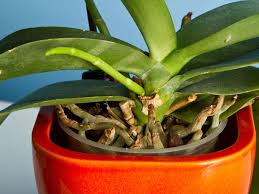Root post has been v… Why Do Orchid Stems Losing Color Plant Index