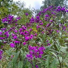 Image result for Vernonia holstii