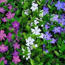 Vinca Minor Multi Colour Tricolour Flowers Evergreen Pack Of Three Lesser Periwinkle Plants Garden Plants Periwinkle Plant Flower Seeds Online Periwinkle Flowers