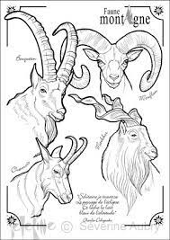 severine aubry i l u s t r a c e b o k illustratrice freelance sei coloriage animaux dessin montagne hibou sur branche avec fleur